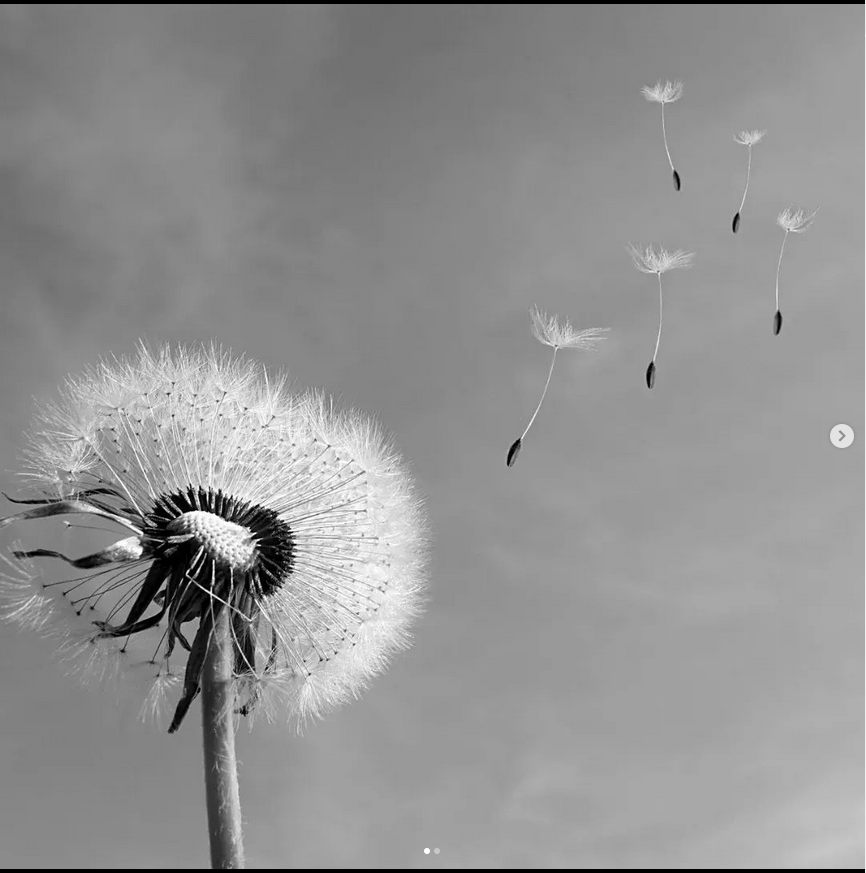 Il seme regala un senso al vento - Valentina Ricca